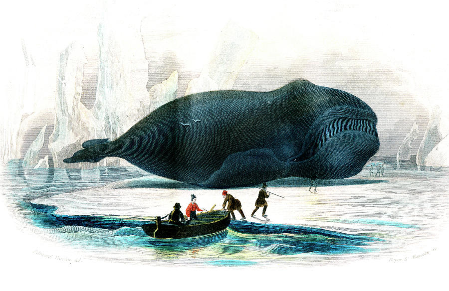 Beached Bowhead Whale Photograph by Collection Abecasis/science Photo Library