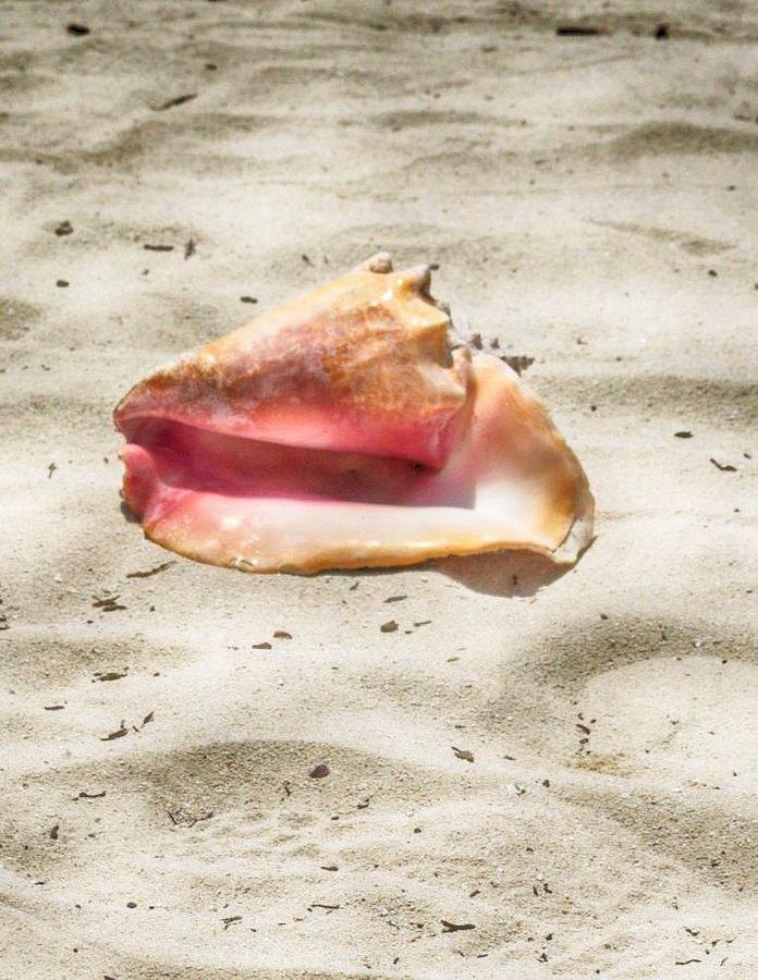 Beached Conch Shell Photograph by Kristina Deane
