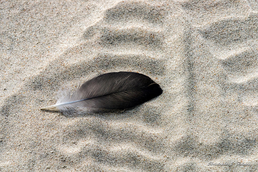Beached Feather Photograph by Christopher Holmes