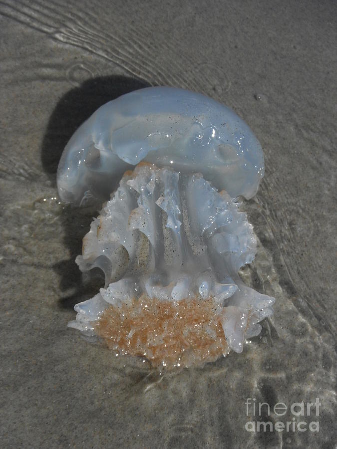 Beached Jelly Fish Photograph by Paddy Shaffer