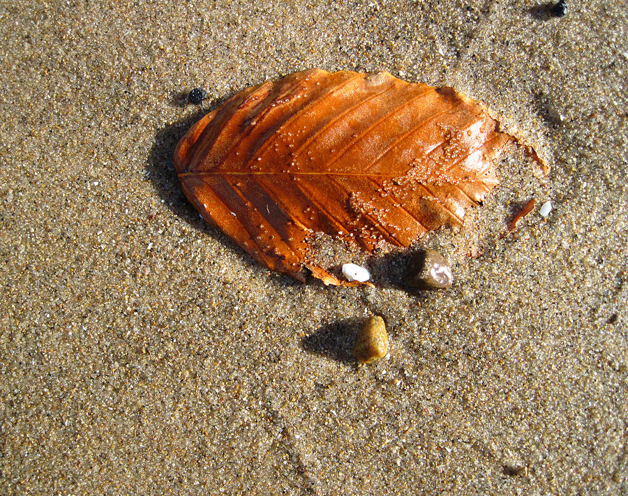 Beached Leaf Photograph by Mary Bedy