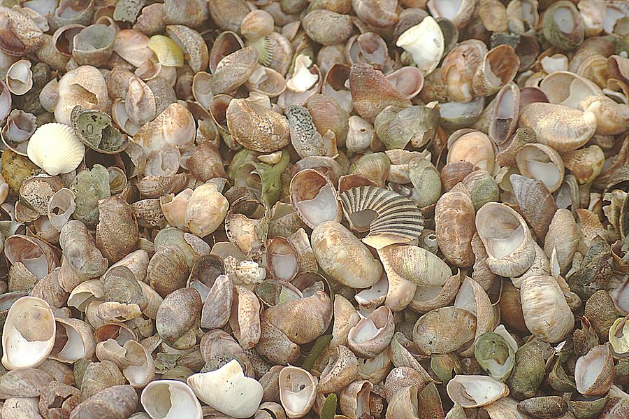 Beached Shells Photograph by Suzanne Powers