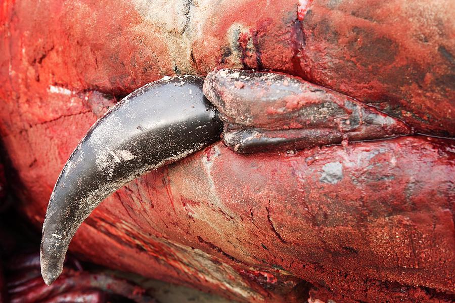 Nature Photograph - Beached Sperm Whale Penis by Thomas Fredberg