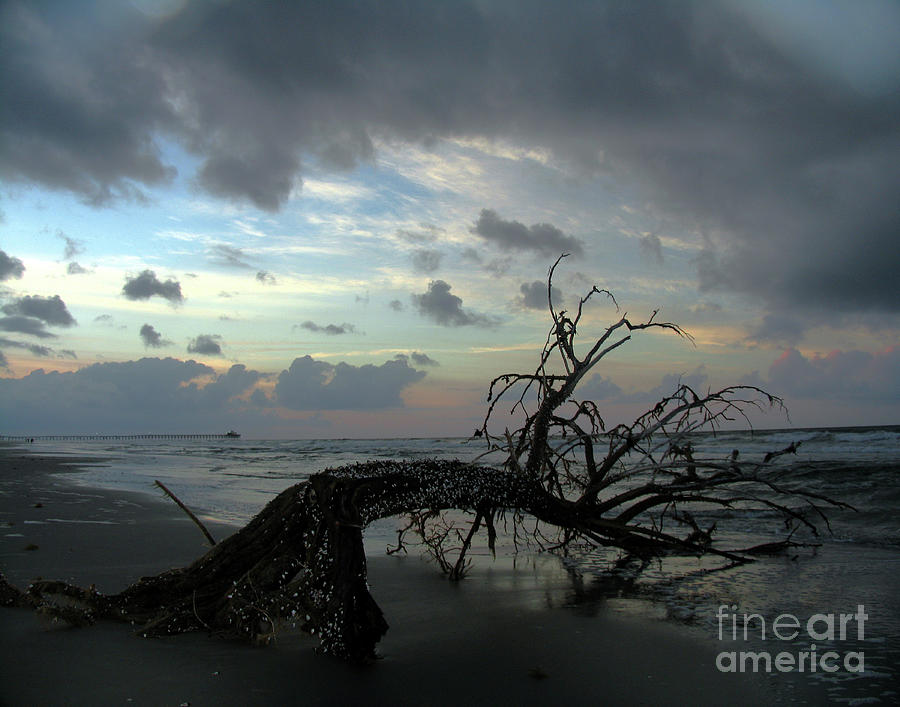 Beached Tree Photograph by Douglas Stucky