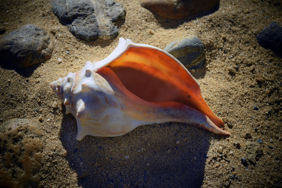 Beached Photograph - Beached Whelk Seashell by Frank Wilson