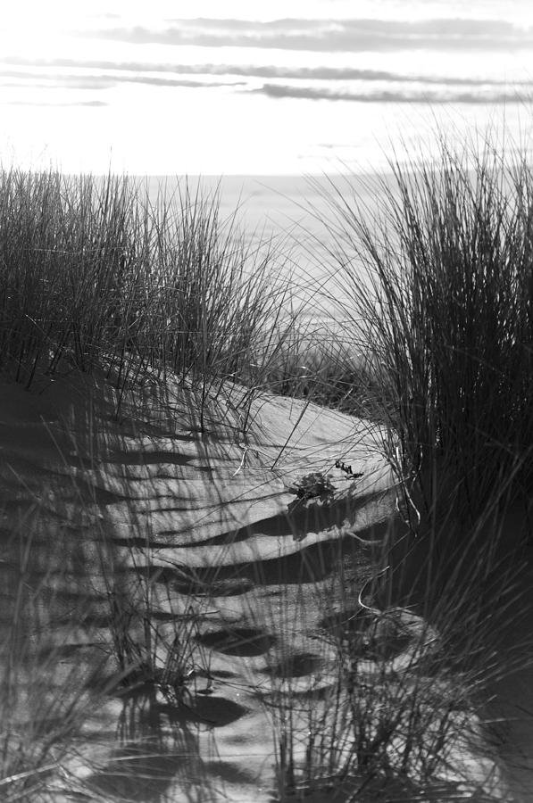 Black And White Photograph - Beachgrass by Adria Trail