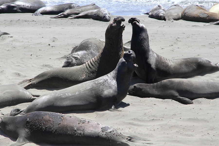 Bull Photograph - Beachmasters - Elephant Seals by Christiane Schulze Art And Photography