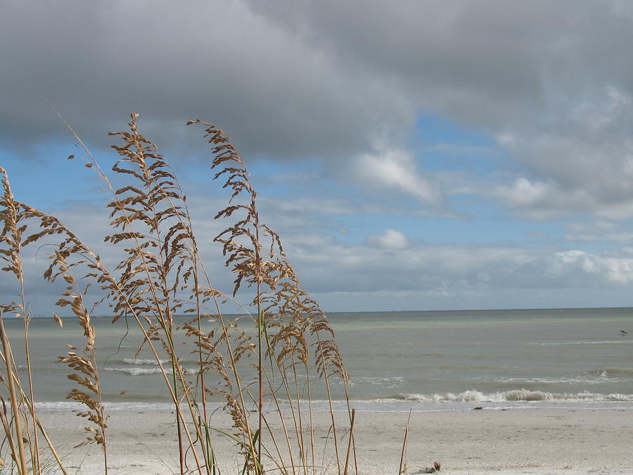 Beachview with Seaoat  Photograph by Christiane Schulze Art And Photography