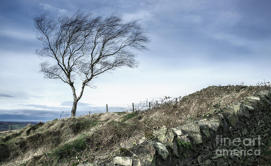 Tree Photograph - Beacon Birch 0.3 by Duncan Longden