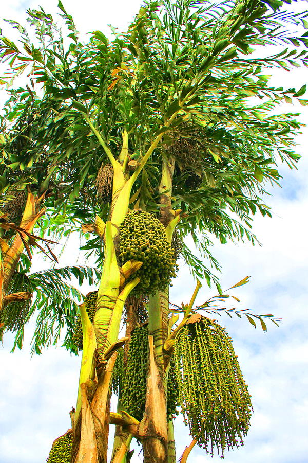 Beaded Palm Photograph by Debbie Levene