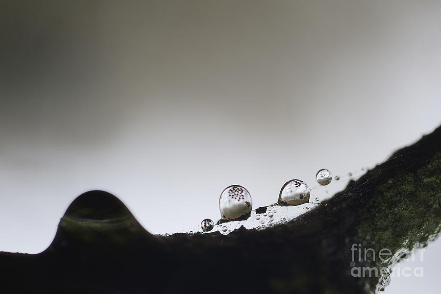Beads of rain with particles floating Photograph by Dan Friend