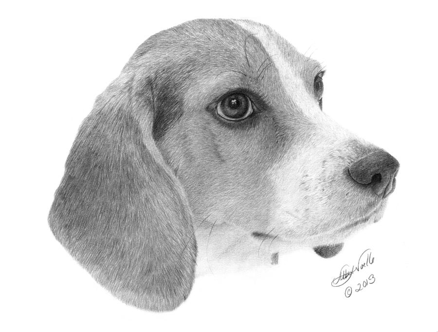 Beagle - 007 Drawing by Abbey Noelle
