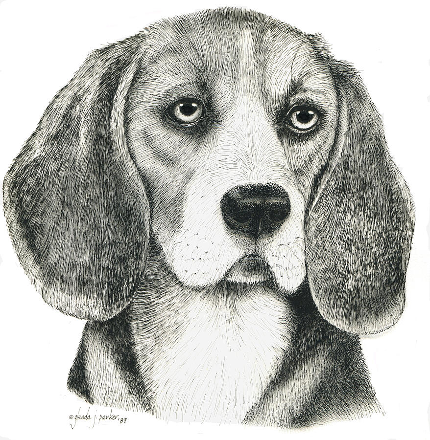 Beagle '89 Drawing by Glenda Denny
