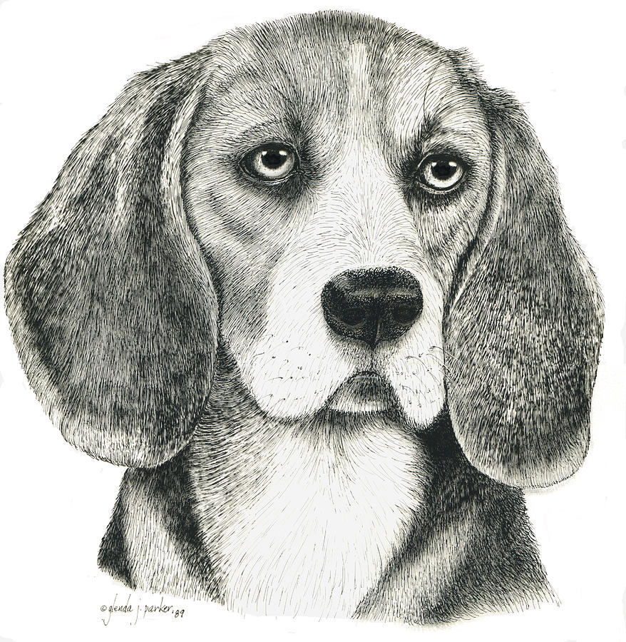 Beagle '89 Drawing by Glenda Denny | Fine Art America