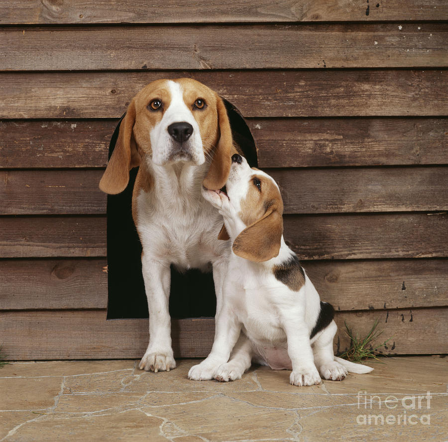Beagle And Puppy Photograph by John Daniels