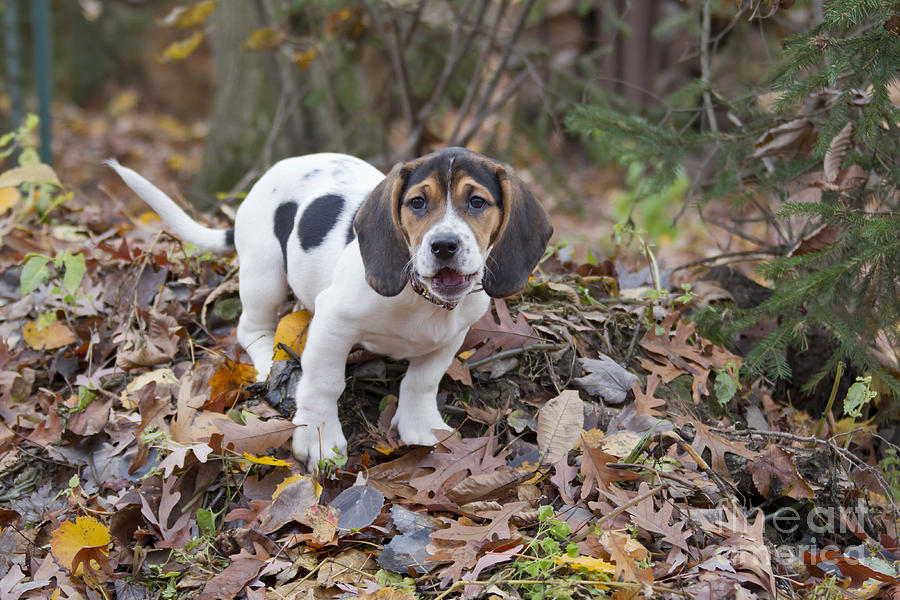 Beagle Basset Puppy Standing in Leaves Photograph by Keith Bell