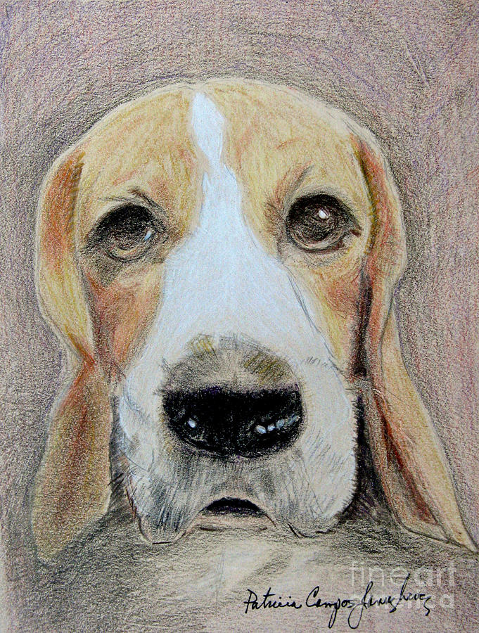 Beagle Best in Show Drawing by Patricia Januszkiewicz