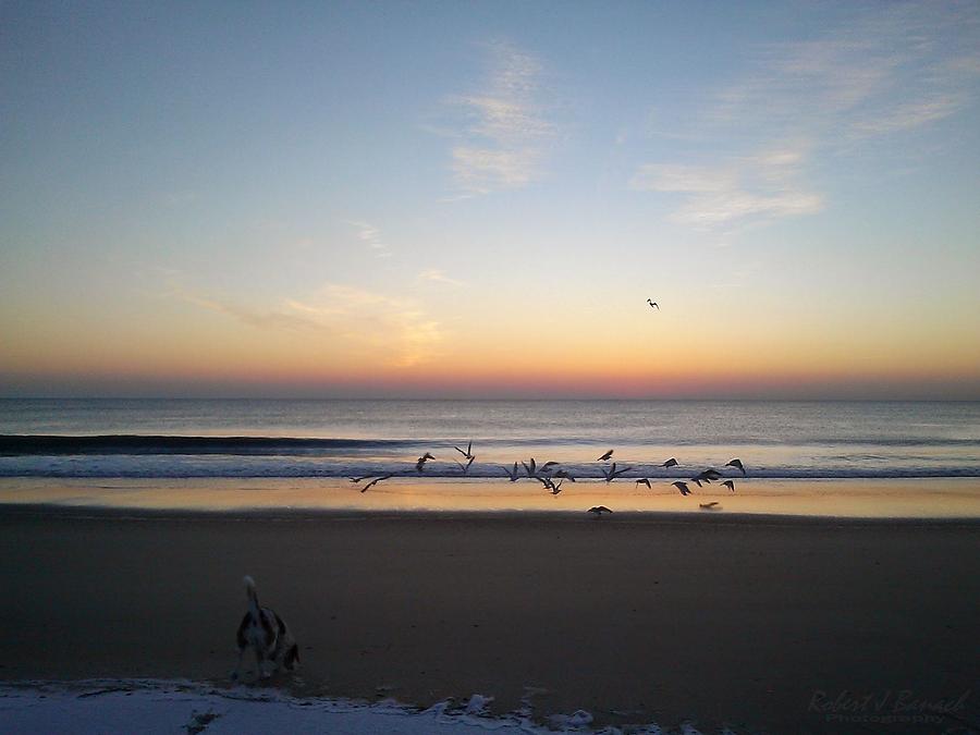 Beagle Birds Coming Dawn Photograph by Robert Banach