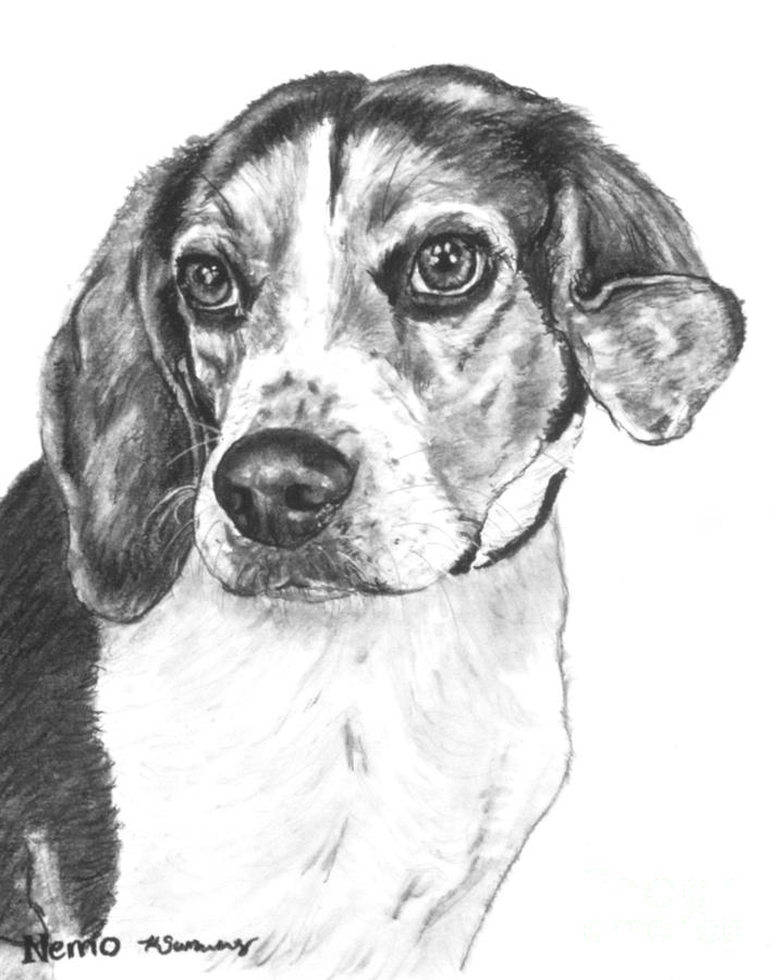 Beagle Charcoal Drawing Drawing by Kate Sumners