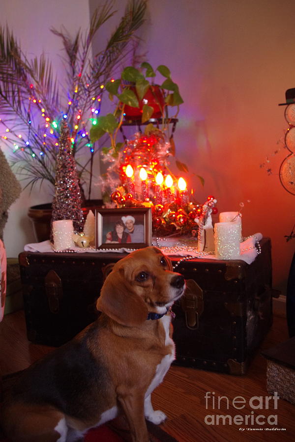 Beagle Christmas Photograph by Tannis  Baldwin