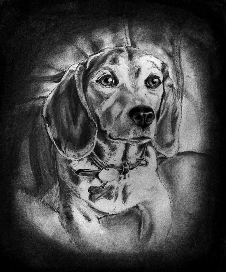 Beagle Drawing By Christopher Hodges - Fine Art America