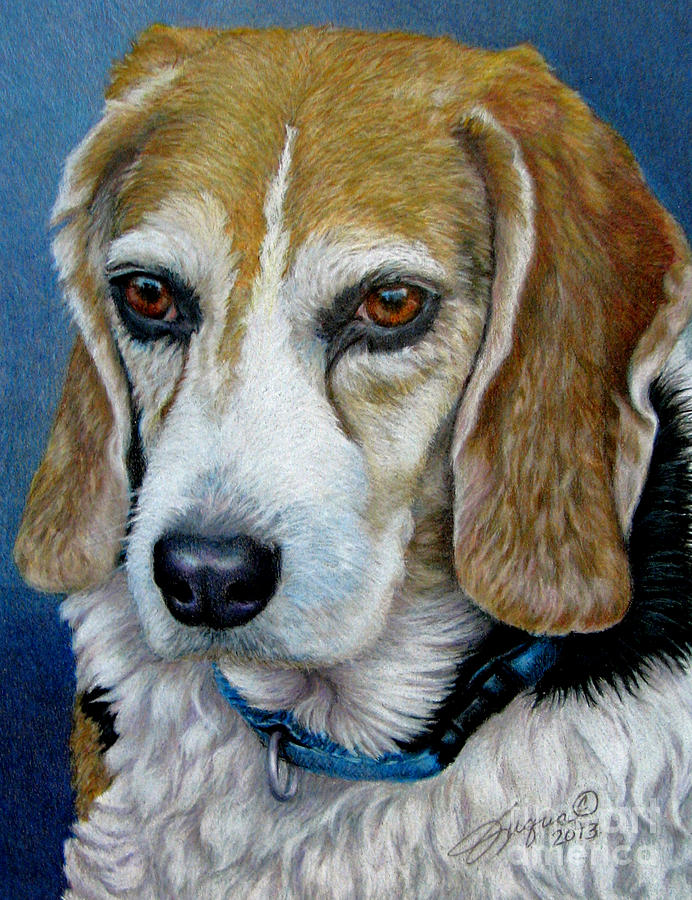 Beagle - Colored Pencil Drawing by Beverly Fuqua