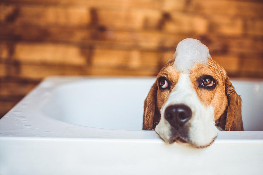 Beagle dog having a bath Photograph by AleksandarNakic