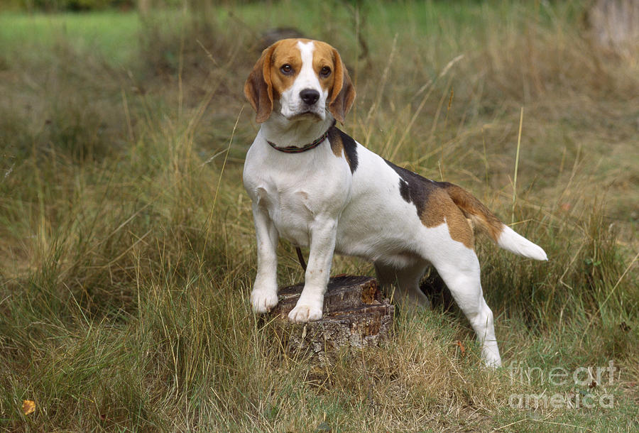 Beagle Dog Photograph by John Daniels