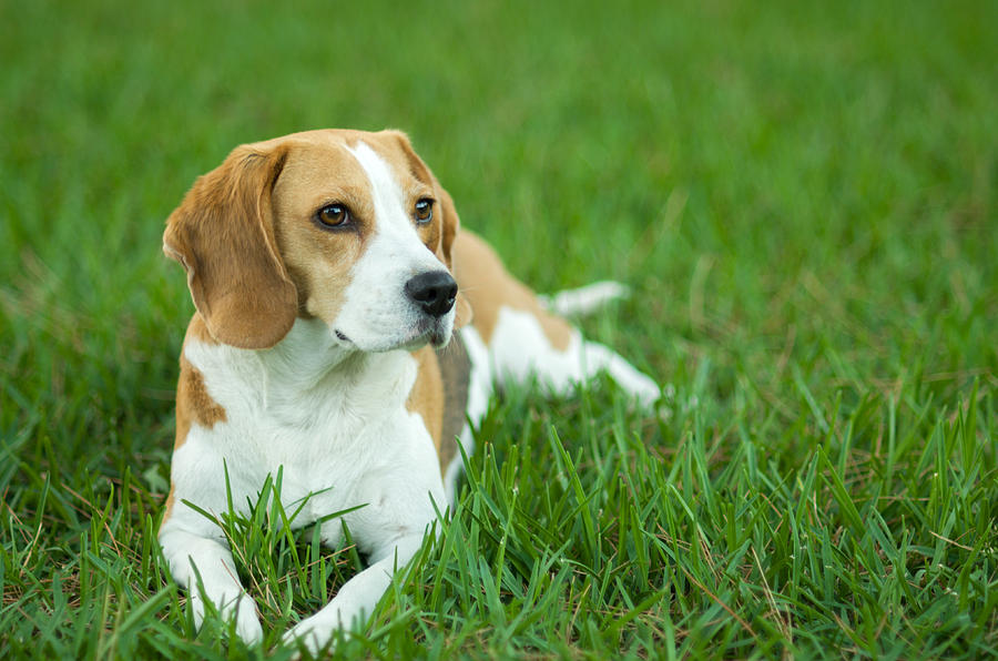 Beagle dog on the lawn Photograph by Manuel Breva Colmeiro