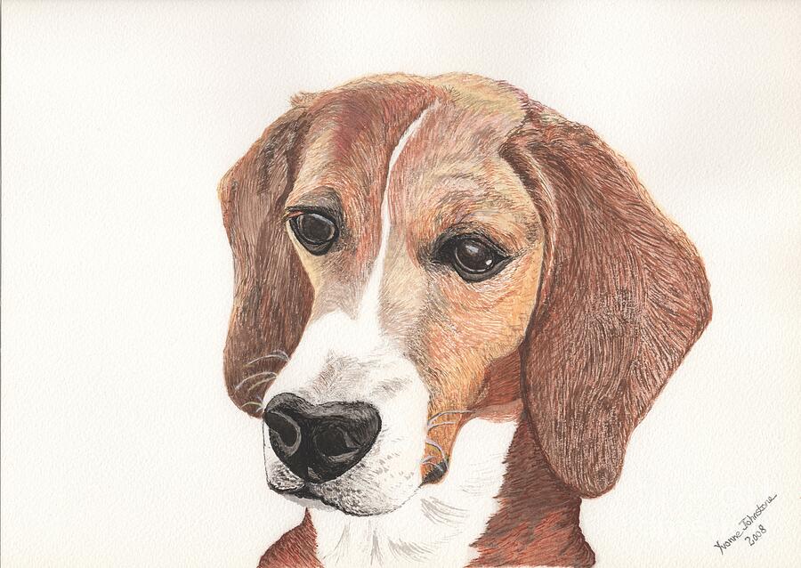 Beagle Painting - Beagle Dog Portrait by Yvonne Johnstone