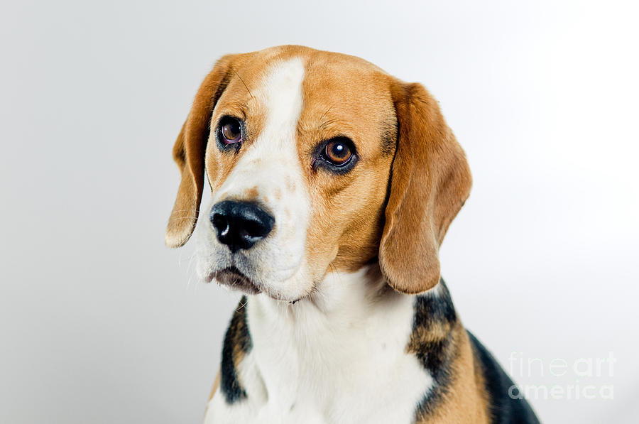 Animal Photograph - Beagle dog by Viktor Pravdica