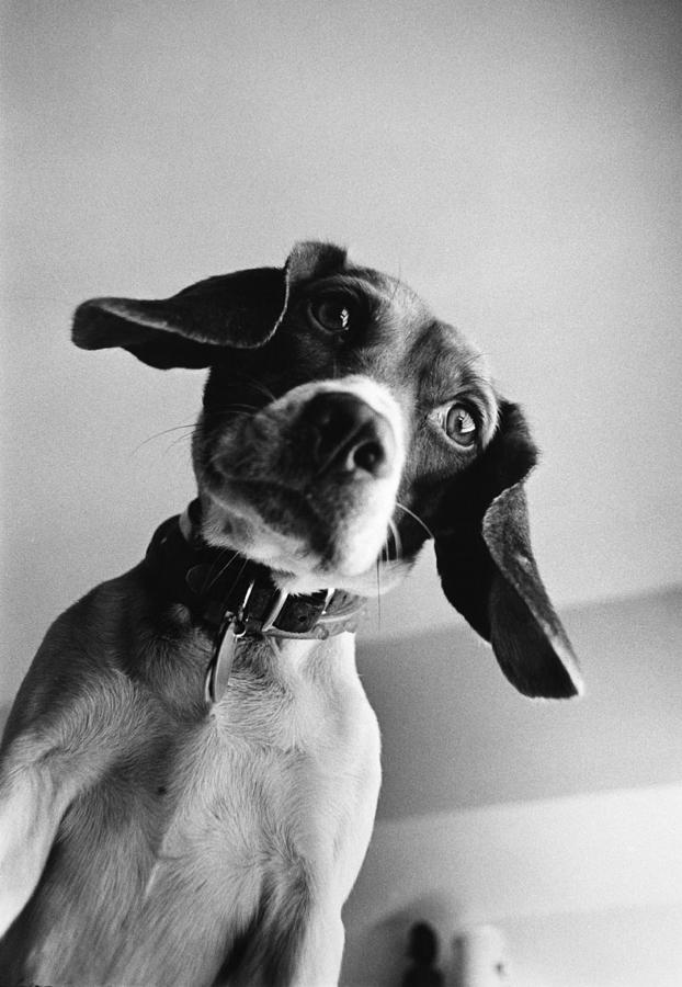 Beagle Photograph by Edward Lettau