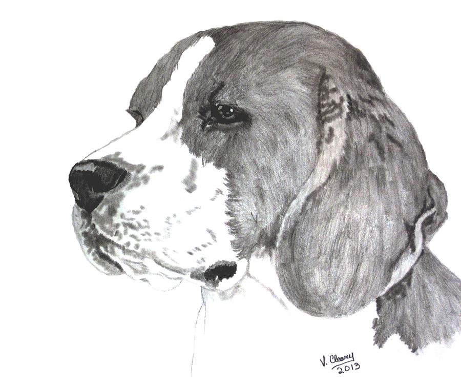 Beagle Drawing - Beagle headstudy by Virginia Cleary