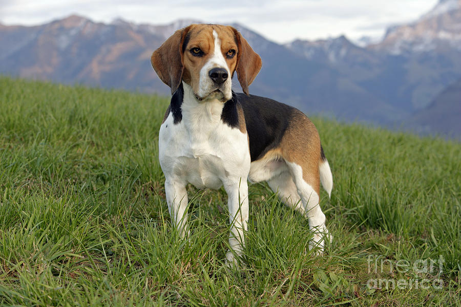 Beagle In Alpine Meadow Photograph by Rolf Kopfle