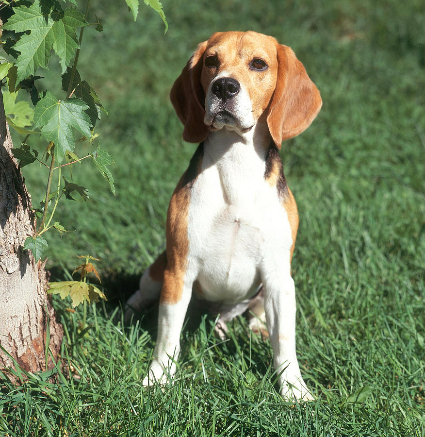Beagle Photograph by Jeanne White