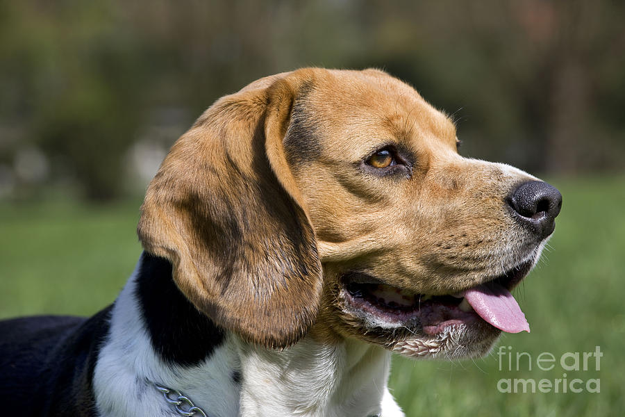Beagle Photograph by Johan De Meester