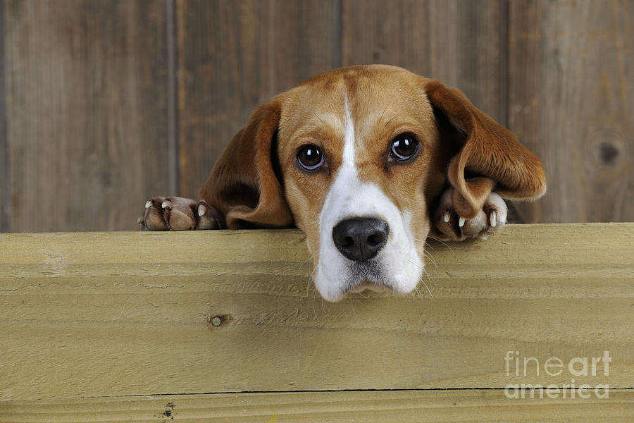 Beagle Photograph by John Daniels