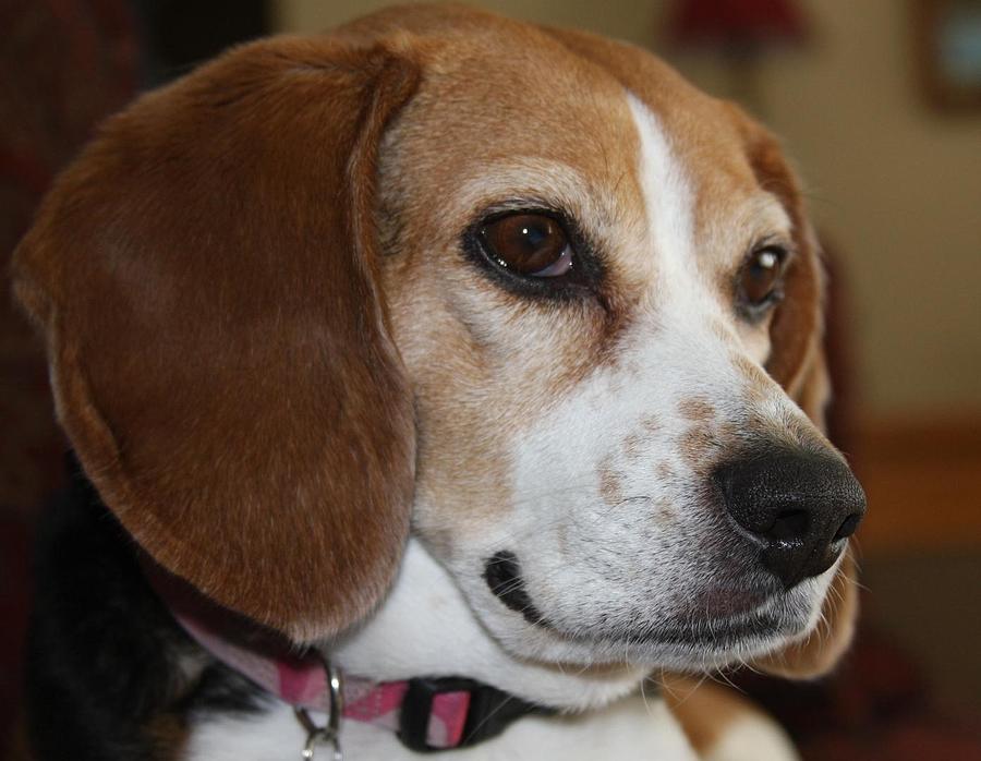 Beagle Photograph by Lori Streich | Pixels