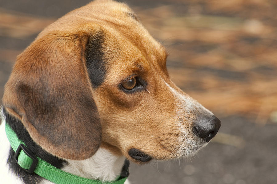 Beagle Loyalty Photograph by Kathy Clark