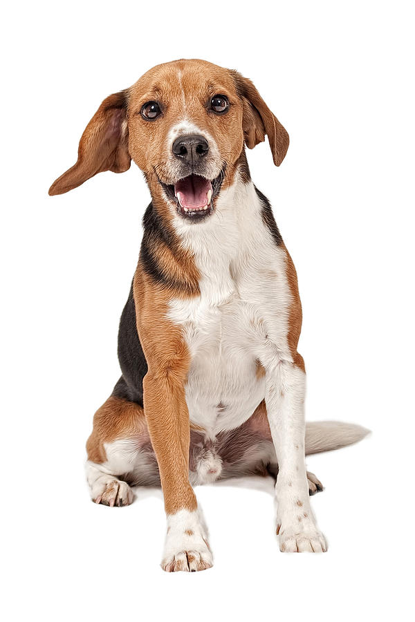 Beagle Photograph - Beagle Mix Dog Isolated on White by Good Focused