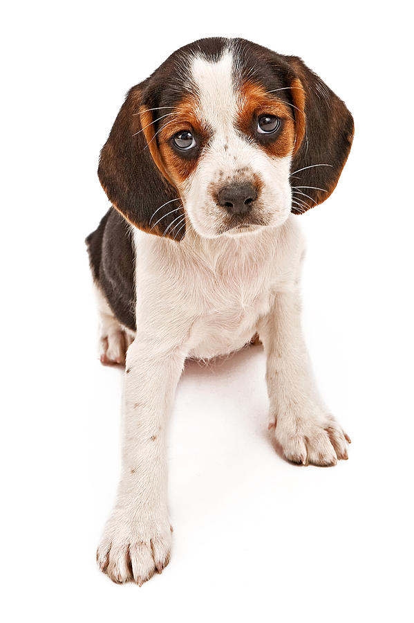 Dog Photograph - Beagle mix puppy with sad look by Good Focused