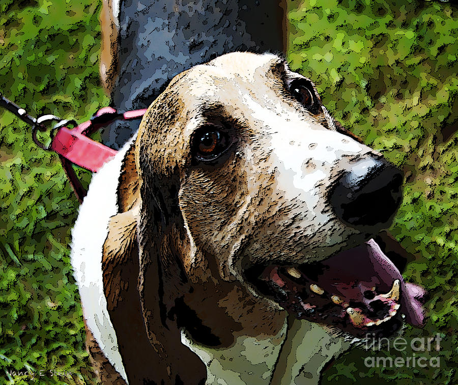 Animal Photograph - Beagle by Nancy Stein