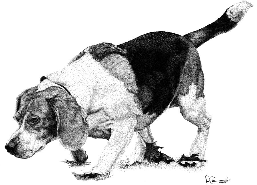 Beagle on the Hunt Drawing by Rob Christensen