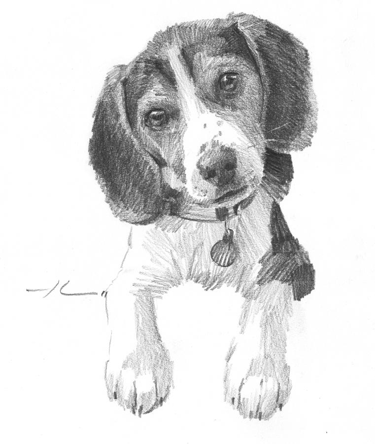 Beagle Puppy Pencil Portrait Drawing by Mike Theuer Fine Art America