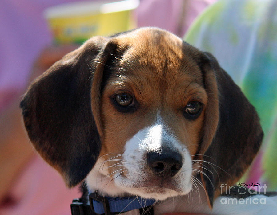 Beagle Puppy Photograph by Terri Mills
