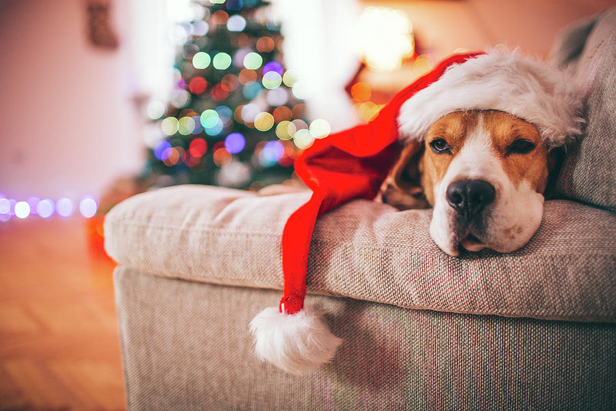 Beagle Santa Photograph by Aleksandarnakic