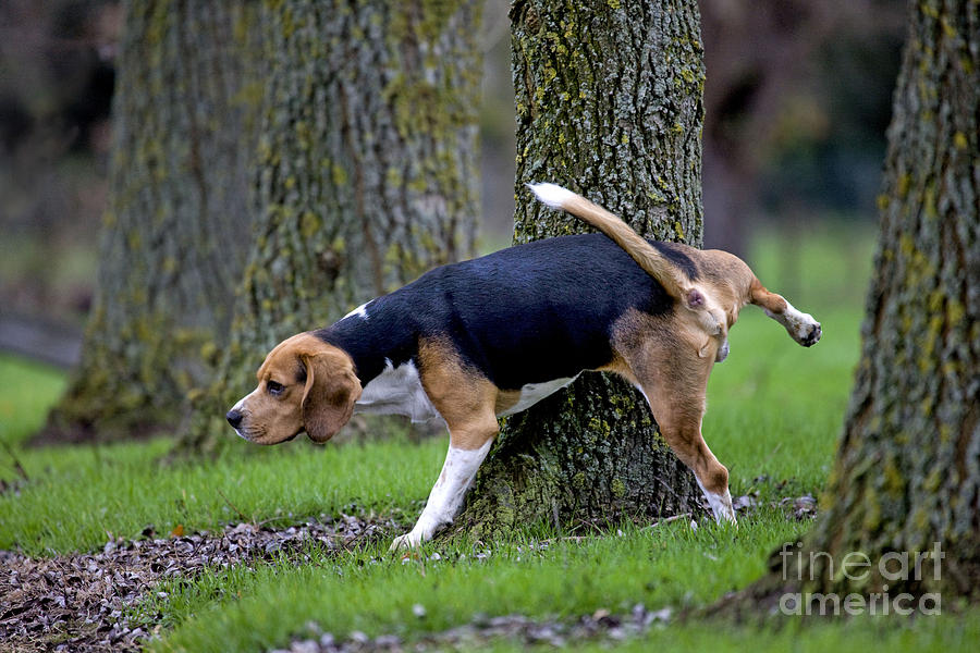 Mammal Photograph - Beagle Urinating by Johan De Meester