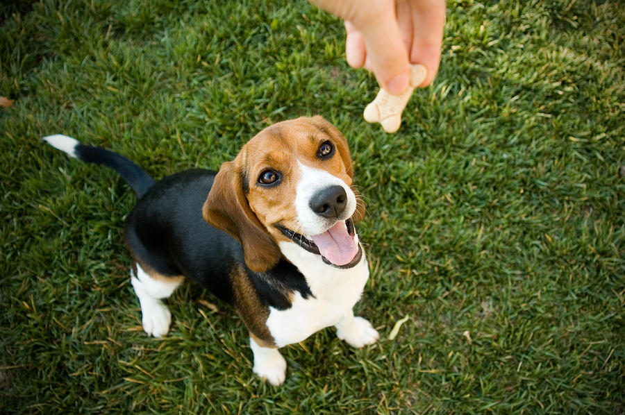 Beagle with treat Photograph by Darkcloud