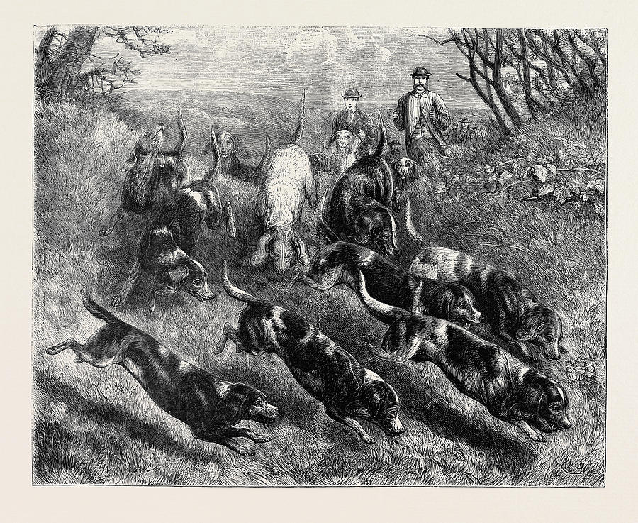 Beagles, 1870 Drawing by English School - Fine Art America