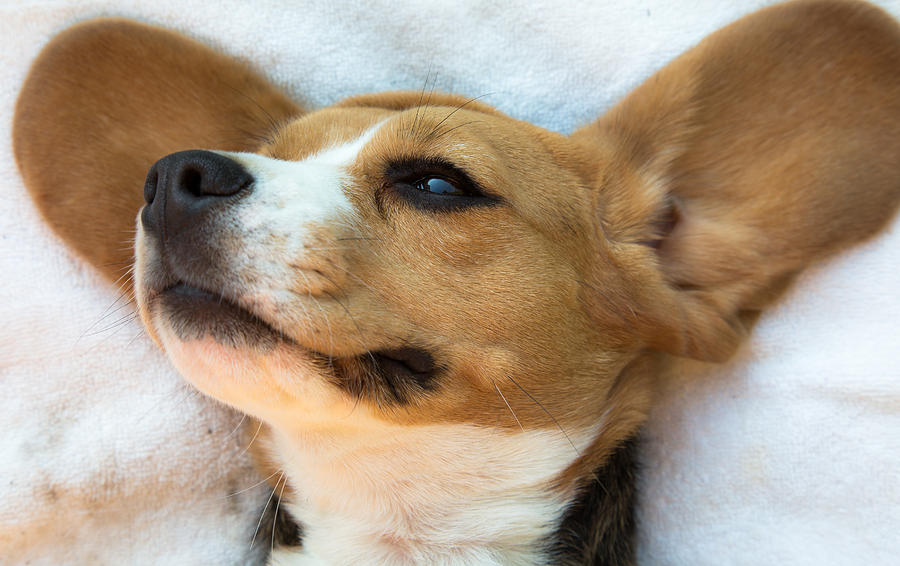 Beagles dreams Photograph by Eti Reid